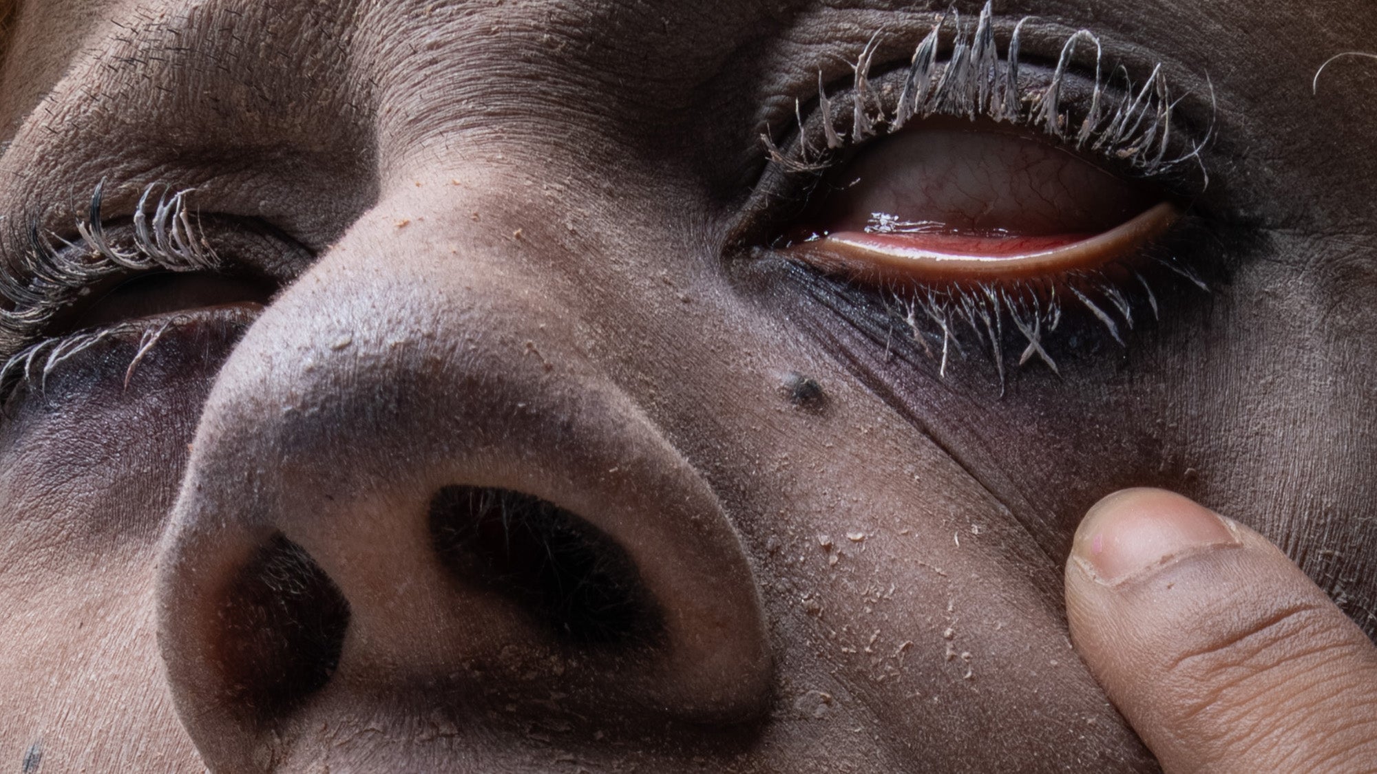 Haunted Creatures I: Whimsy